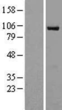 Novus Biologicals&trade;&nbsp;RAPGEF3 Overexpression Lysate