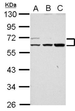 RAPGEFL1 Antibody, Novus Biologicals 0.1mL; Unlabeled:Antibodies, Polyclonal