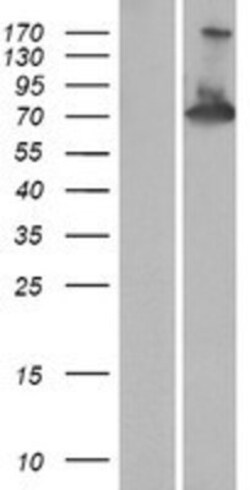 Novus Biologicals&trade;&nbsp;RAPH1 Overexpression Lysate
