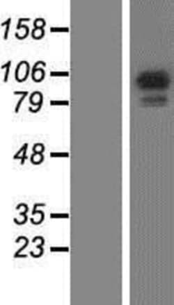 Novus Biologicals&trade;&nbsp;RASA3 Overexpression Lysate