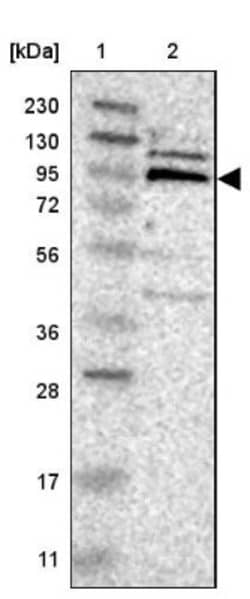 RASAL2 Antibody, Novus Biologicals:Antibodies:Primary Antibodies