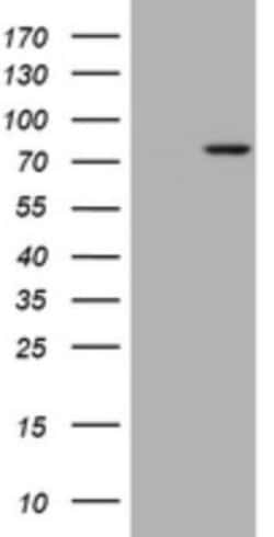 RASGRP3 Antibody (OTI2C11), Novus Biologicals 0.1mL; Unlabeled:Antibodies,