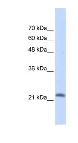 RASL10A Antibody, Novus Biologicals:Antibodies:Primary Antibodies