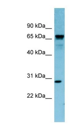 RASL12 Antibody, Novus Biologicals:Antibodies:Primary Antibodies