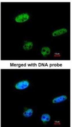 RASSF1 Antibody, Novus Biologicals 0.1mg; Unlabeled:Antibodies, Polyclonal
