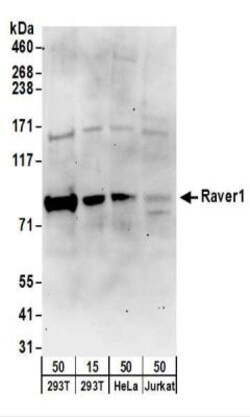 RAVER1 Antibody, Novus Biologicals 0.1mg; Unlabeled:Antibodies, Polyclonal
