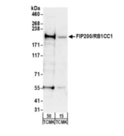 RB1CC1 Antibody, Novus Biologicals 0.1mL; Unlabeled:Antibodies, Polyclonal