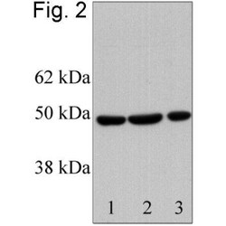 RbAp46 Antibody, Novus Biologicals 0.1mg; Unlabeled:Antibodies, Polyclonal
