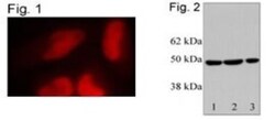 RbAp46 Antibody, Novus Biologicals 0.1mg; Unlabeled:Antibodies, Polyclonal