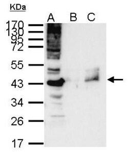 RBBP4/RbAp48 Antibody (13D10), Novus Biologicals 0.1mg; Unlabeled:Antibodies,