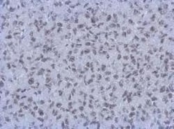 RBBP4/RbAp48 Antibody (15G12), Novus Biologicals 0.1mg; Unlabeled:Antibodies,