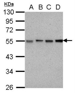 RBBP4/RbAp48 Antibody (15G12), Novus Biologicals 0.1mg; Unlabeled:Antibodies,