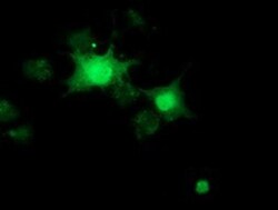 RBBP9 Antibody (OTI4G3), Novus Biologicals 0.1mL; Unlabeled:Antibodies,