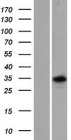 Novus Biologicals&trade;&nbsp;RBFOX3/NeuN Overexpression Lysate