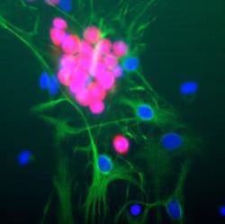 RBFOX3/NeuN Antibody (1B7), Novus Biologicals:Antibodies:Primary Antibodies