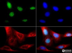 RBFOX3/NeuN Antibody - BSA Free, Novus Biologicals:Antibodies:Primary Antibodies