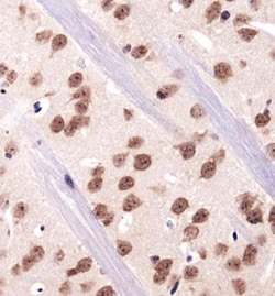 RBFOX3/NeuN Antibody - BSA Free, Novus Biologicals:Antibodies:Primary Antibodies
