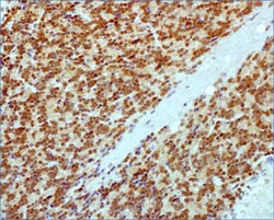 RBFOX3/NeuN Antibody - BSA Free, Novus Biologicals:Antibodies:Primary Antibodies