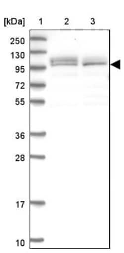 RBM12 Antibody, Novus Biologicals 0.1mL; Unlabeled:Antibodies, Polyclonal