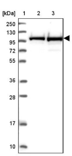 RBM12 Antibody, Novus Biologicals:Antibodies:Primary Antibodies