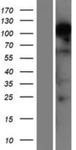 Novus Biologicals&trade;&nbsp;RBM12B Overexpression Lysate