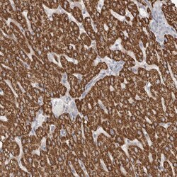 RBM12B Antibody, Novus Biologicals 25 &mu;L; Unlabeled:Antibodies, Polyclonal