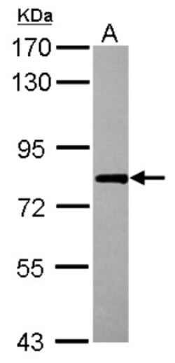 RBM14 Antibody, Novus Biologicals 0.1mL; Unlabeled:Antibodies, Polyclonal