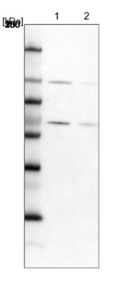 RBM19 Antibody, Novus Biologicals 0.1mL; Unlabeled:Antibodies, Polyclonal