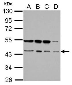 RBM22 Antibody, Novus Biologicals 0.1mL; Unlabeled:Antibodies, Polyclonal