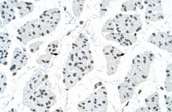 RBM22 Antibody, Novus Biologicals 100&mu;L; Unlabeled:Antibodies, Polyclonal