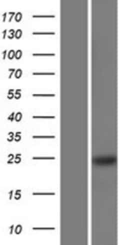 Novus Biologicals&trade;&nbsp;RBM24 Overexpression Lysate