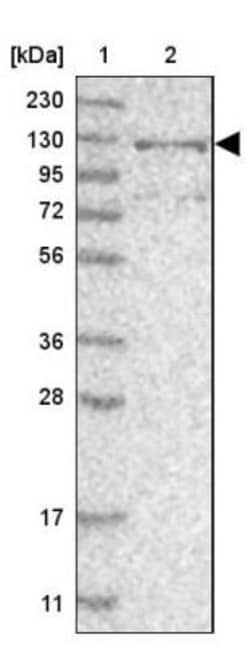 RBM33 Antibody, Novus Biologicals 0.1mL; Unlabeled:Antibodies, Polyclonal