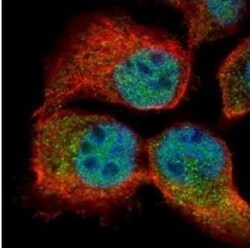 RBM3 Antibody, Novus Biologicals 0.1mL:Antibodies, Polyclonal