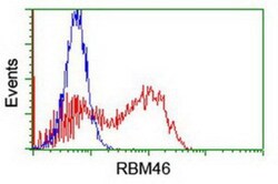 RBM46 Antibody (OTI1D6), Novus Biologicals 0.1mL; Unlabeled:Antibodies,