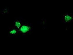 RBM46 Antibody (OTI1D6), Novus Biologicals 0.1mL; Unlabeled:Antibodies,