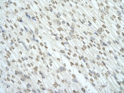 RBM7 Antibody, Novus Biologicals 0.05mg; Unlabeled:Antibodies, Polyclonal