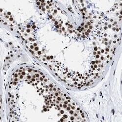 RBM8A Antibody, Novus Biologicals 0.1mL; Unlabeled:Antibodies, Polyclonal