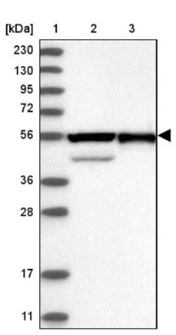 RBMS3 Antibody, Novus Biologicals 25 &mu;L; Unlabeled:Antibodies, Polyclonal