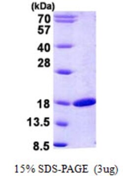 Novus Biologicals&trade;&nbsp;Recombinant Human RBP2 His Protein