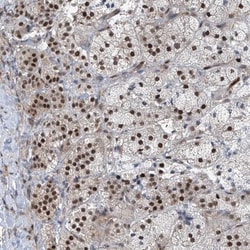 RBP7 Antibody, Novus Biologicals 0.1mL; Unlabeled:Antibodies, Polyclonal