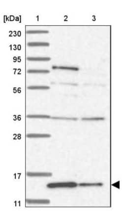 RBP7 Antibody, Novus Biologicals 0.1mL; Unlabeled:Antibodies, Polyclonal