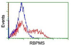 RBPMS Antibody (OTI3B7), Novus Biologicals 0.1mL; Unlabeled:Antibodies,