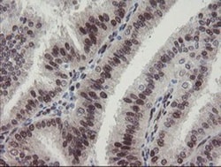 RBPMS Antibody (OTI3B7), Novus Biologicals 0.1mL; Unlabeled:Antibodies,