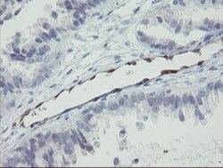 RBPMS Antibody (OTI3B7), Novus Biologicals 0.1mL; Unlabeled:Antibodies,