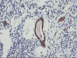 RBPMS Antibody (OTI3B7), Novus Biologicals 0.1mL; Unlabeled:Antibodies,