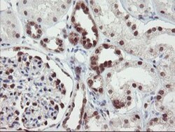 RBPMS Antibody (OTI3B7), Novus Biologicals 0.1mL; Unlabeled:Antibodies,