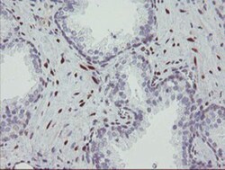 RBPMS Antibody (OTI3B7), Novus Biologicals 0.1mL; Unlabeled:Antibodies,