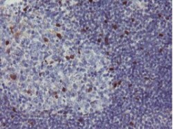 RBPMS Antibody (OTI3B7), Novus Biologicals 0.1mL; Unlabeled:Antibodies,