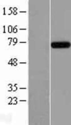 Novus Biologicals&trade;&nbsp;RC74 Overexpression Lysate