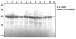 RCC1 Antibody (3D11), Novus Biologicals:Antibodies:Primary Antibodies